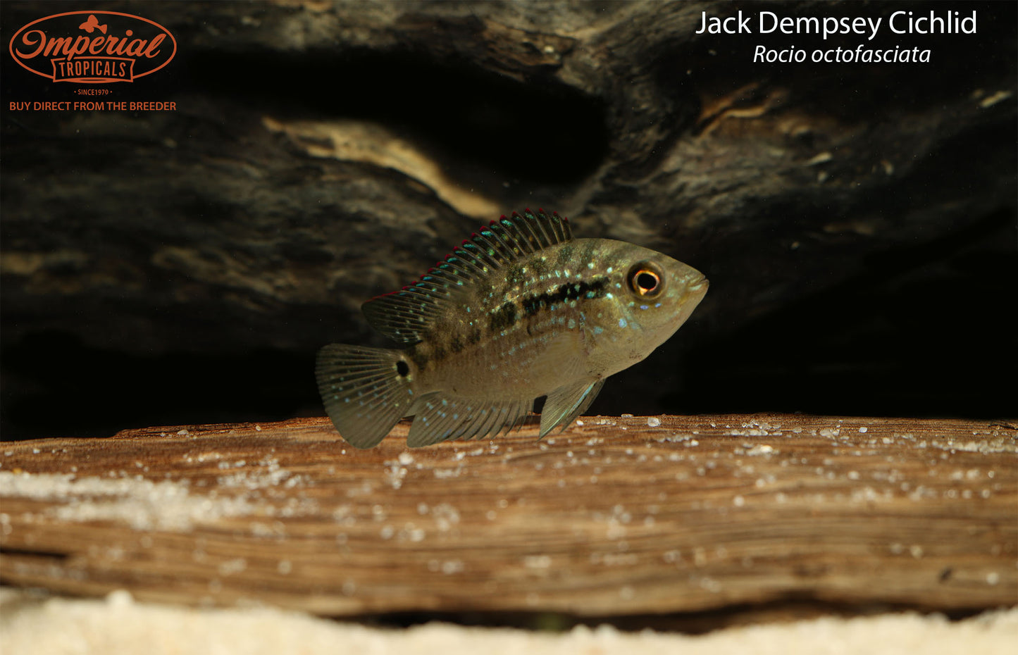 Jack Dempsey Cichlid