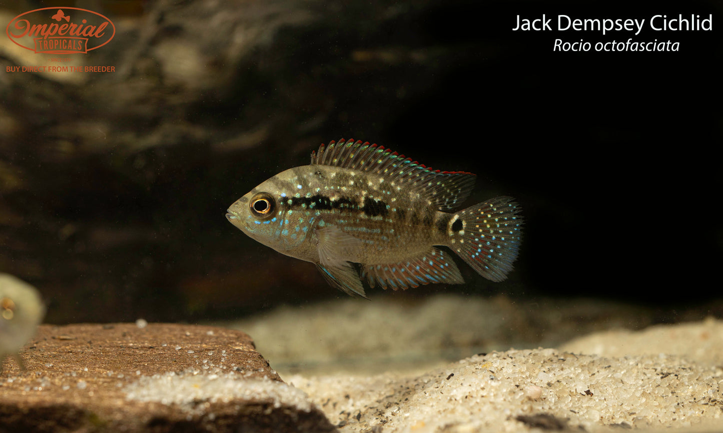 Jack Dempsey Cichlid