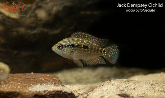 Jack Dempsey Cichlid