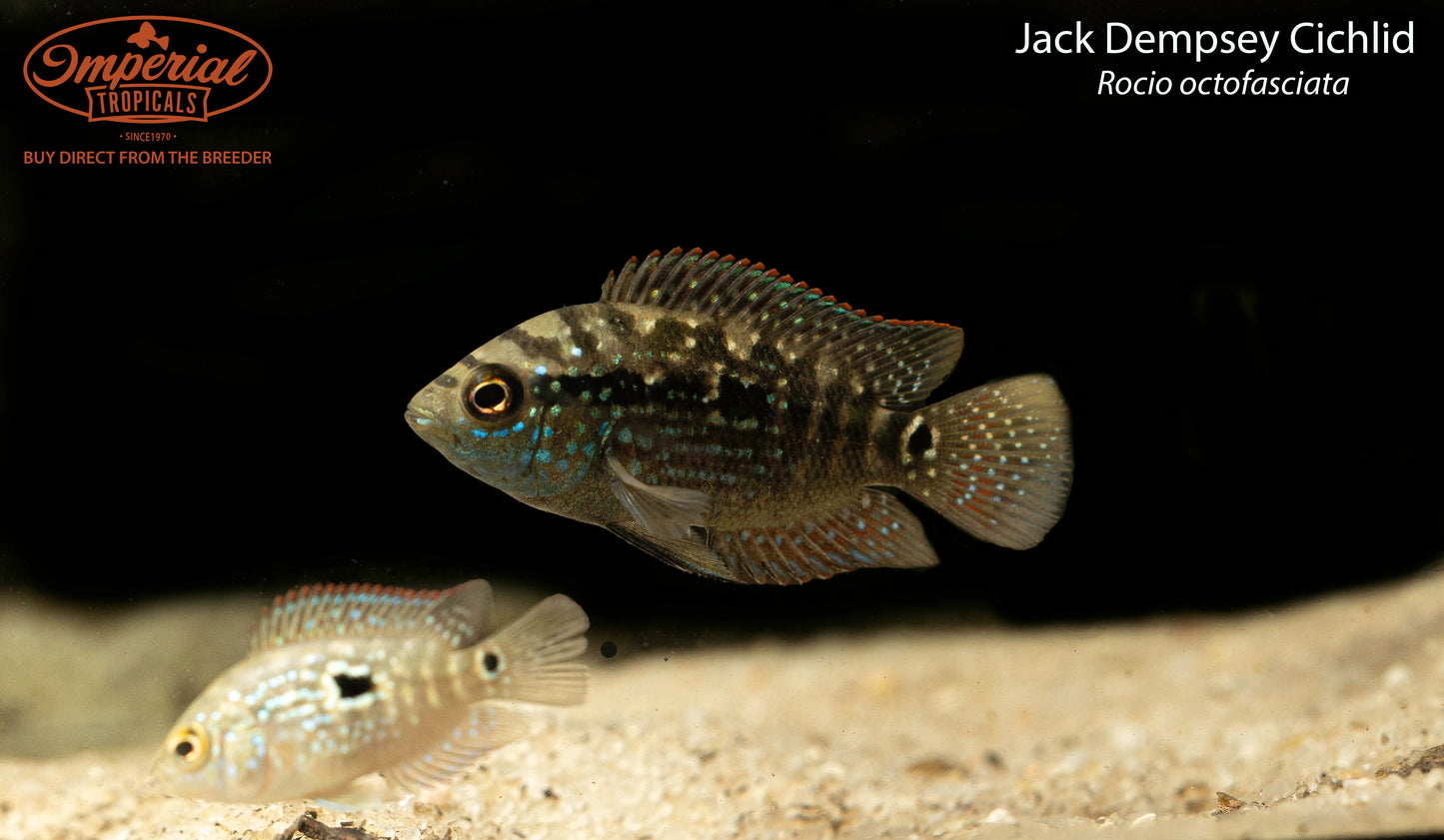 Jack Dempsey Cichlid