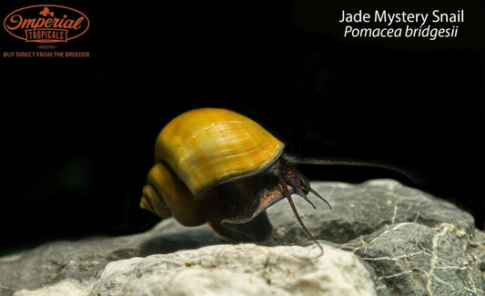 BOGO Jade Mystery Snail