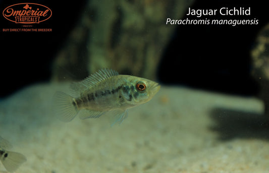 Jaguar Cichlid