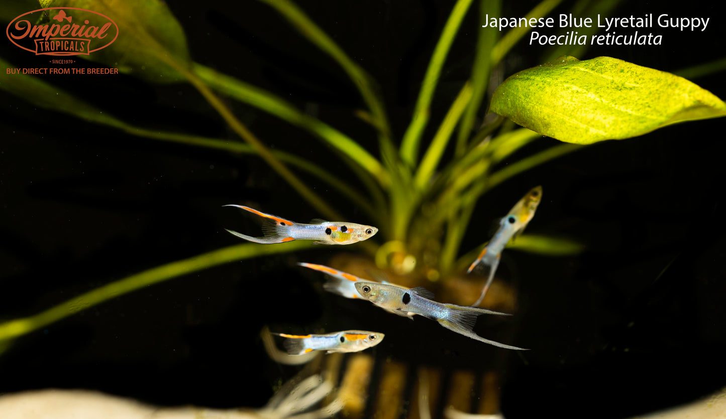 Japanese Blue Lyretail Guppy