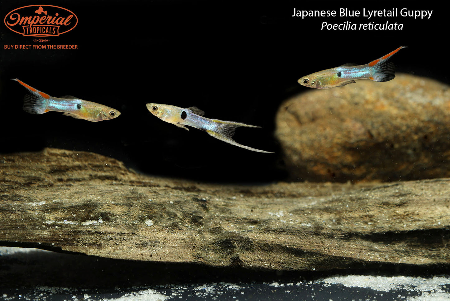 Japanese Blue Lyretail Guppy Imperial Tropicals japanese-blue-lyretail-guppy-imperial-tropicals