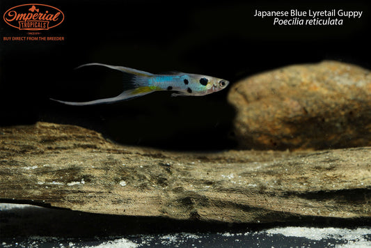 Japanese Blue Lyretail Guppy