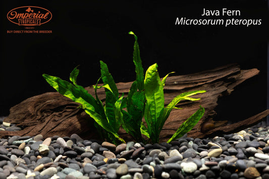 Java Fern