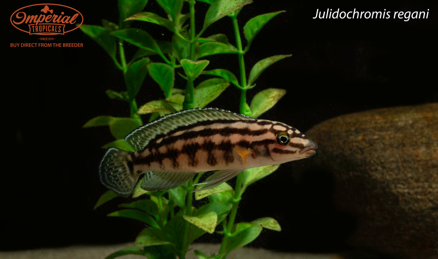 Julidochromis regani