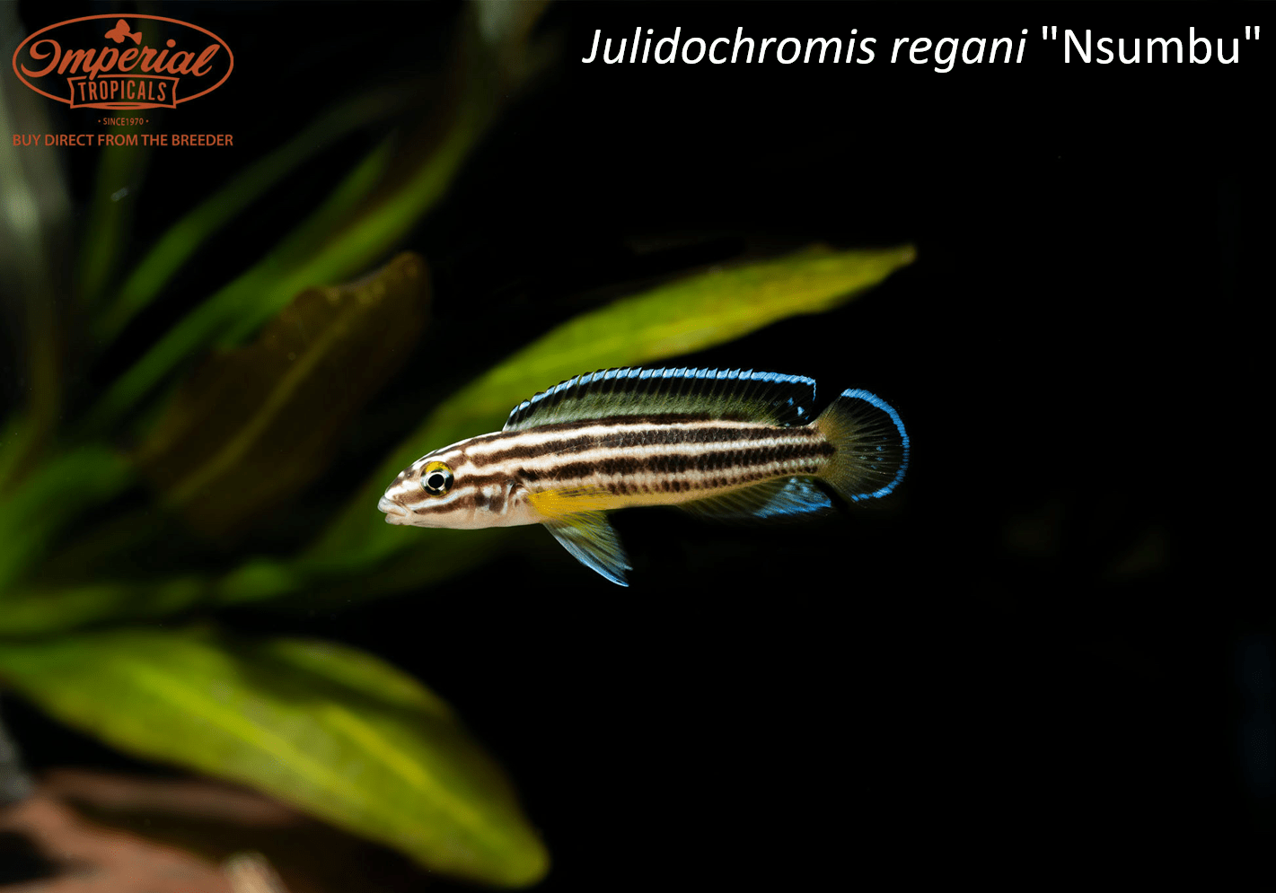 Julidochromis regani "Nsumbu"