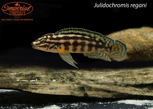 Julidochromis regani