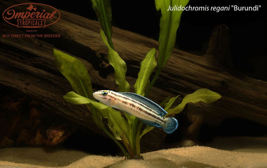 Julidochromis regani "Burundi"