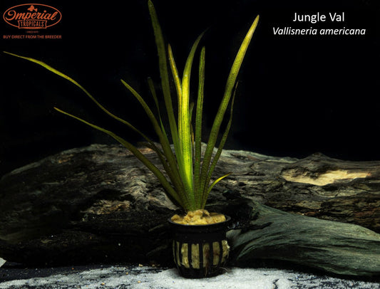 BOGO Jungle Val