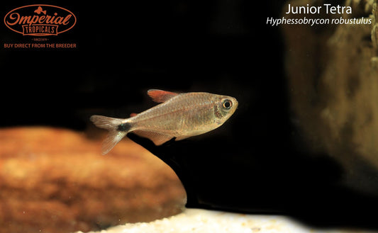 Junior Tetra (Hyphessobrycon robustulus)