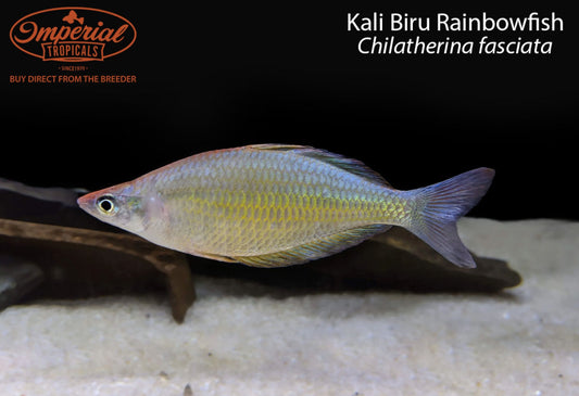 Kali Biru Rainbowfish
