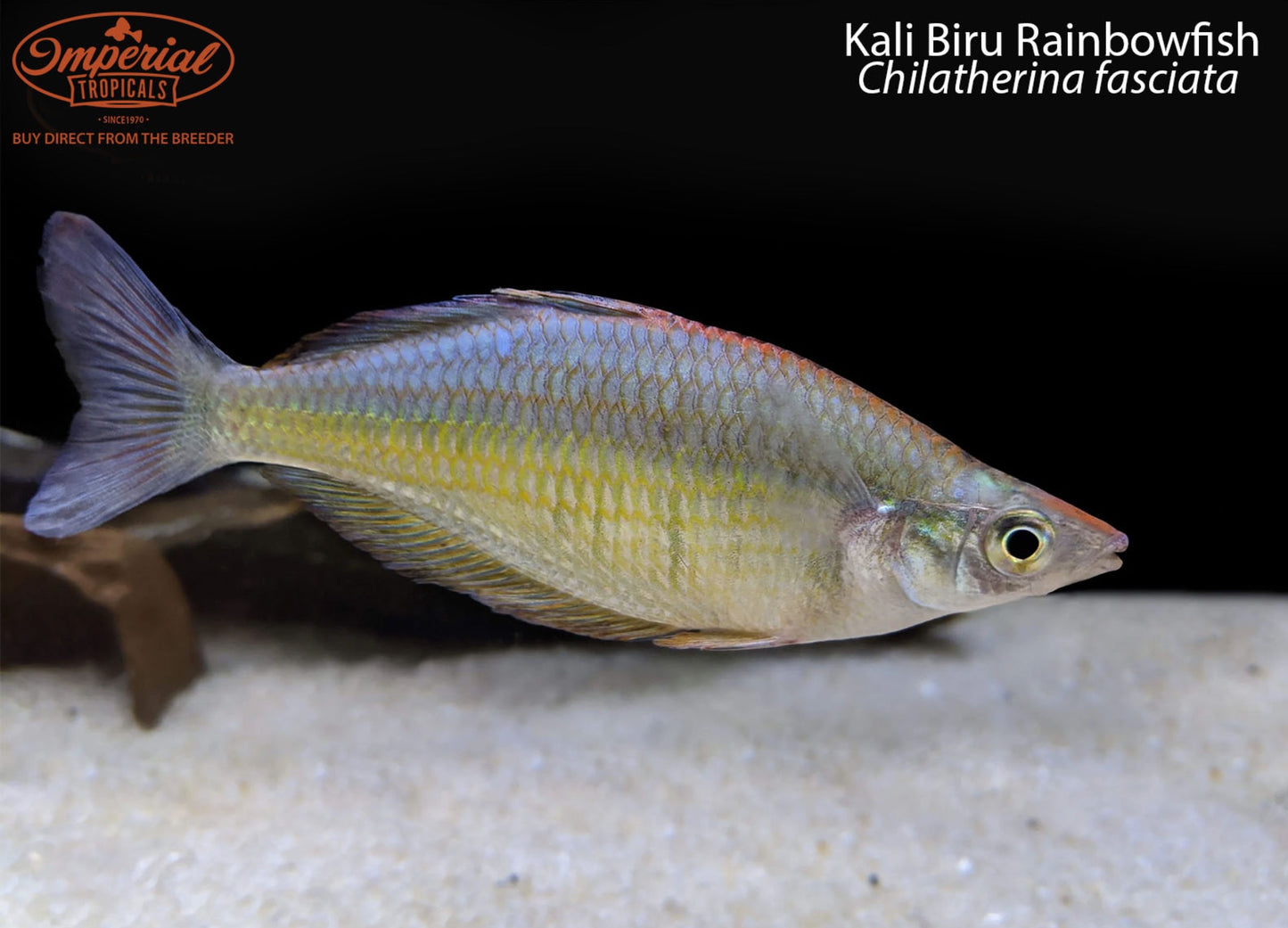 Kali Biru Rainbowfish
