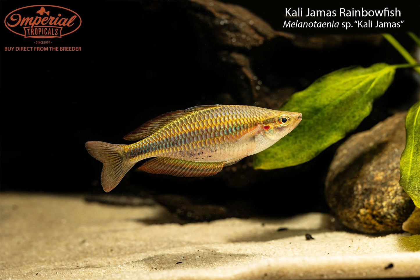 Kali Jamas Rainbowfish