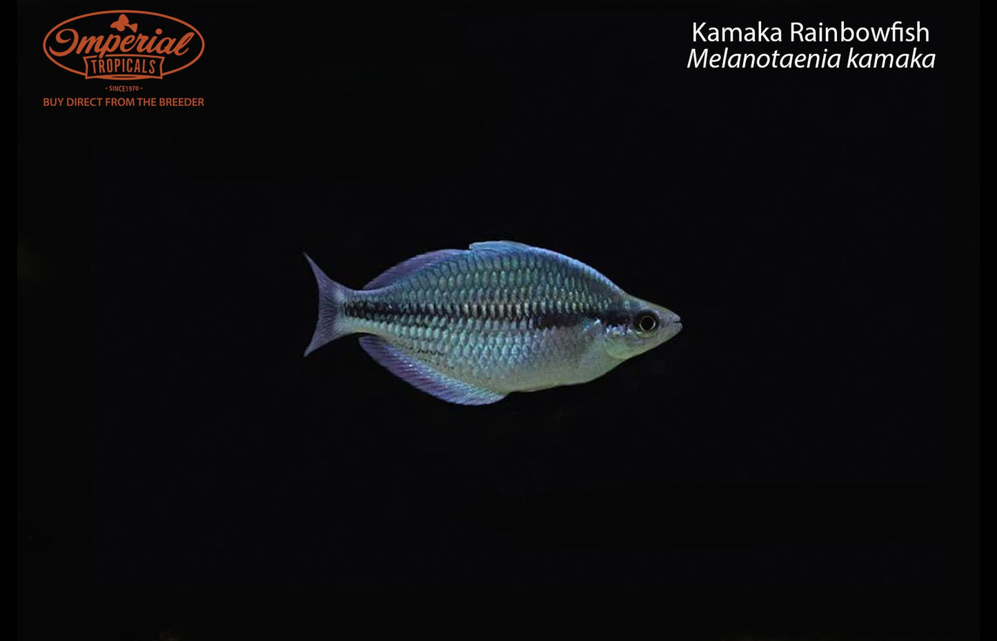 Kamaka Rainbowfish