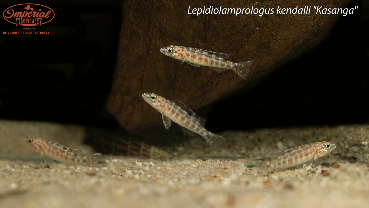 Lepidiolamprologus kendalli