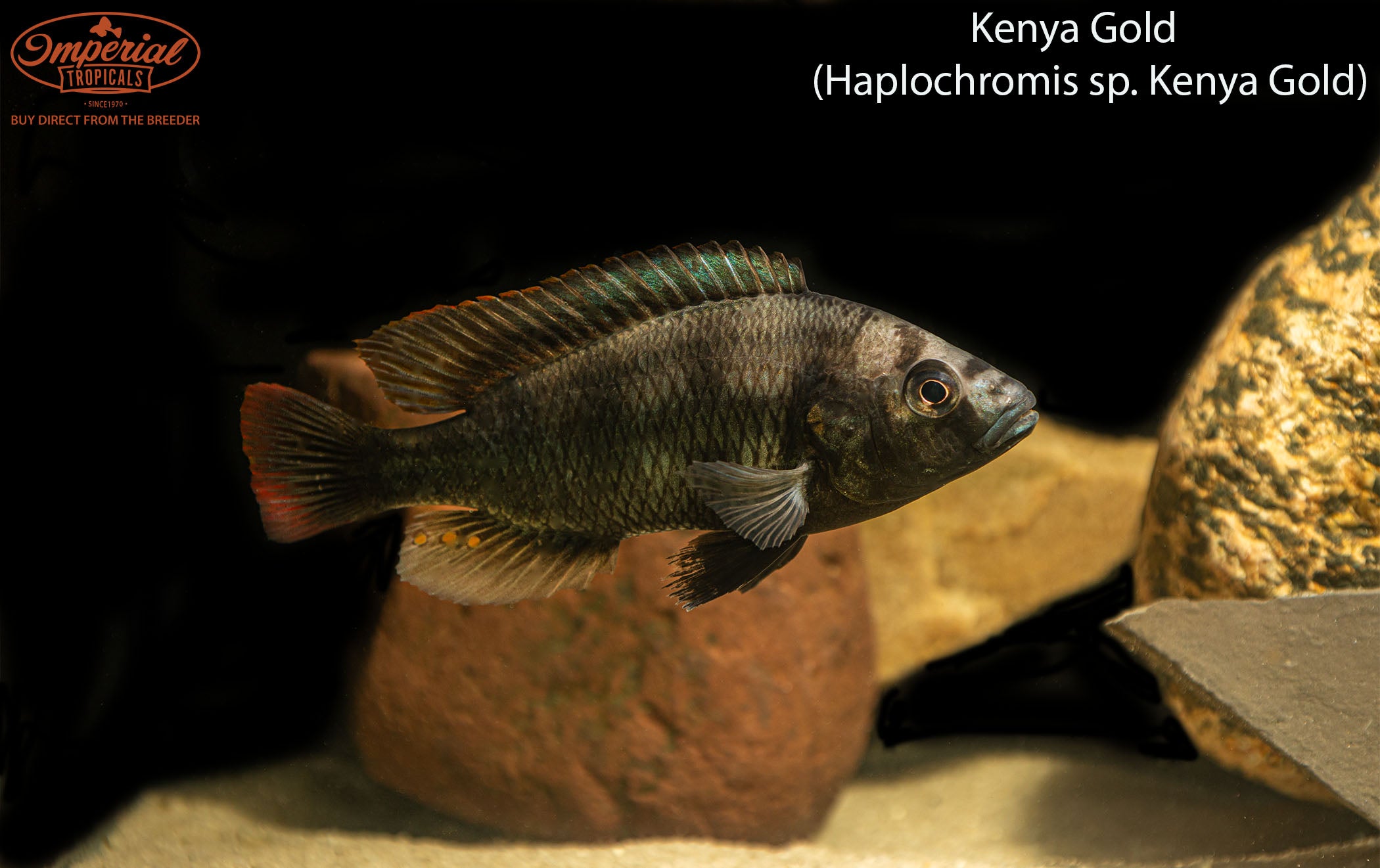 Kenya Gold (Haplochromis sp. Kenya Gold) - shop Imperial Tropicals