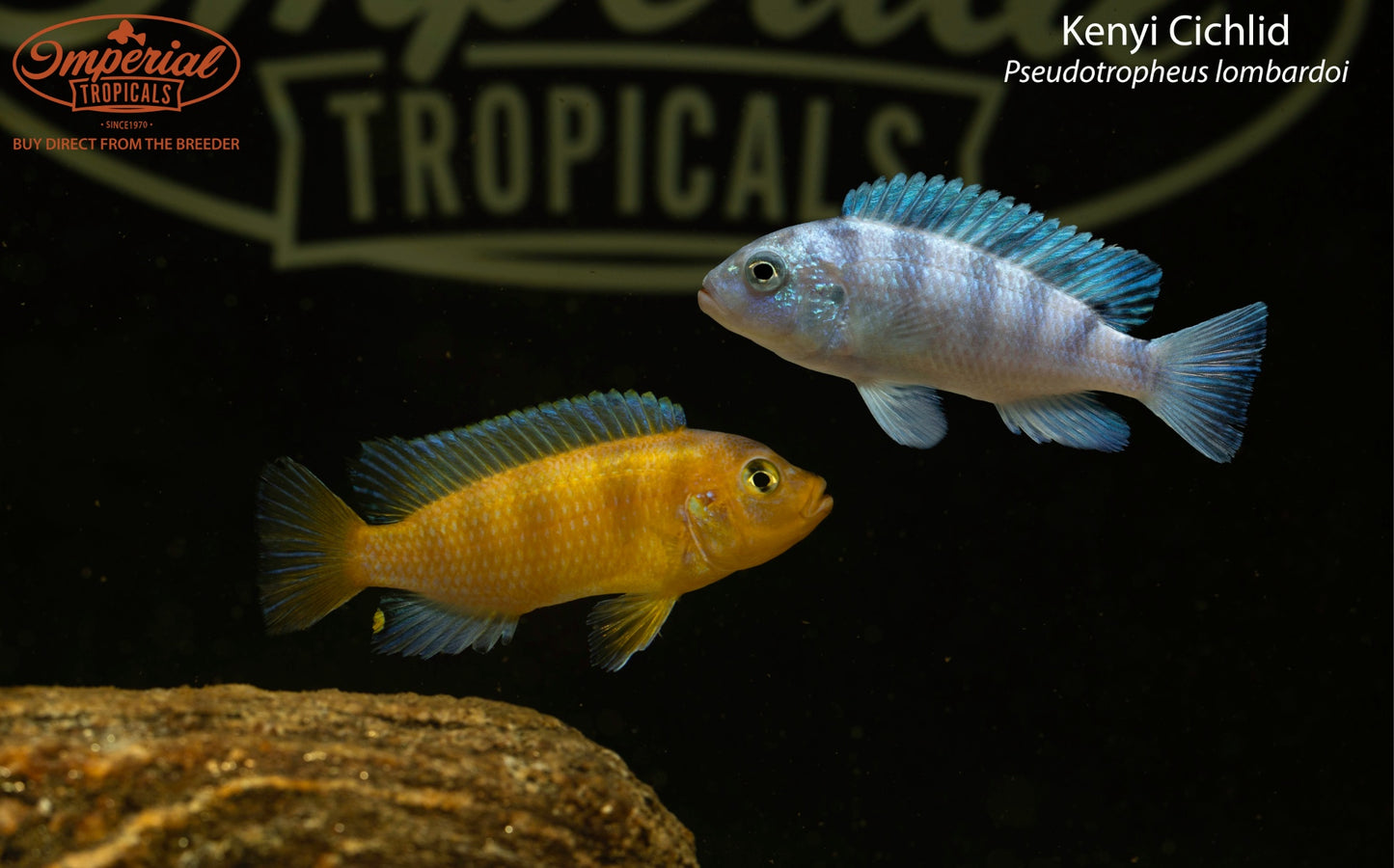 BOGO Kenyi Cichlid