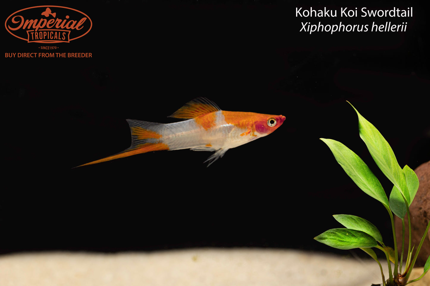 Kohaku Koi Swordtail