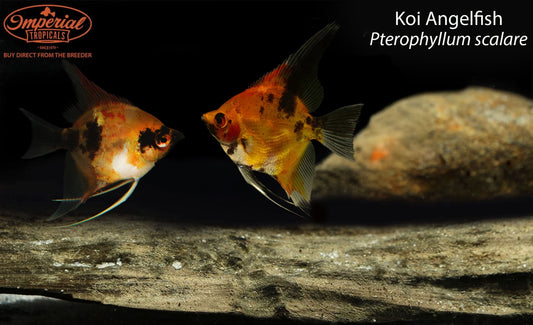 BOGO Koi Angelfish