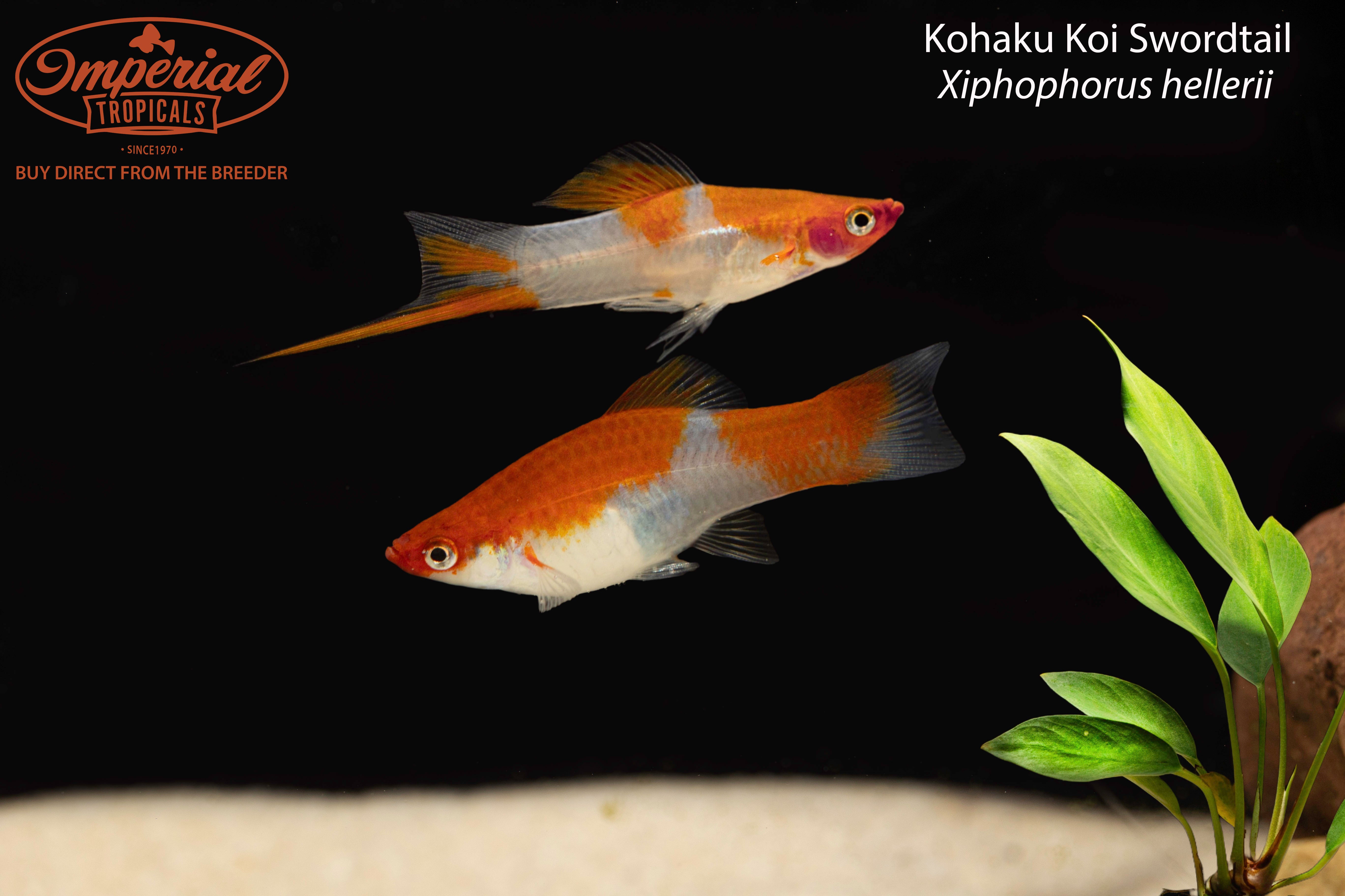 Kohaku Koi Swordtail – Imperial Tropicals