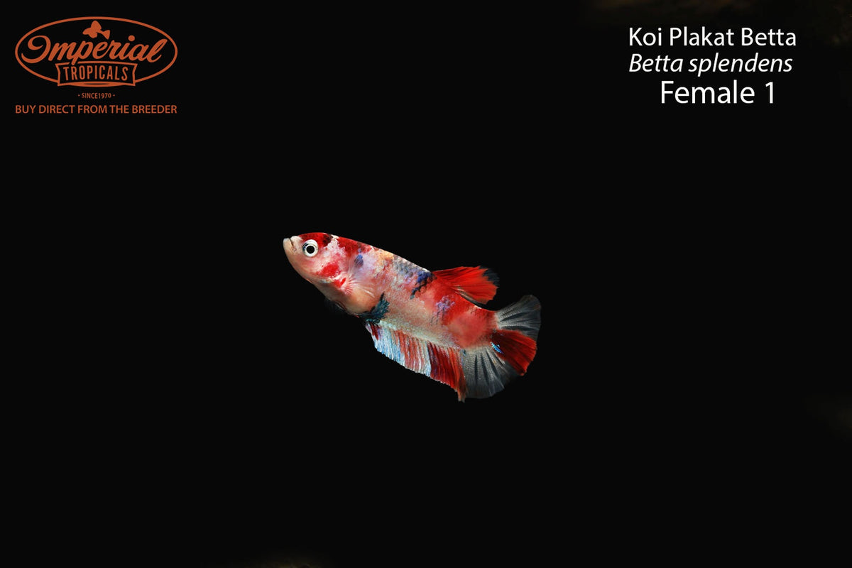 Koi Plakat Betta (Betta splendens)