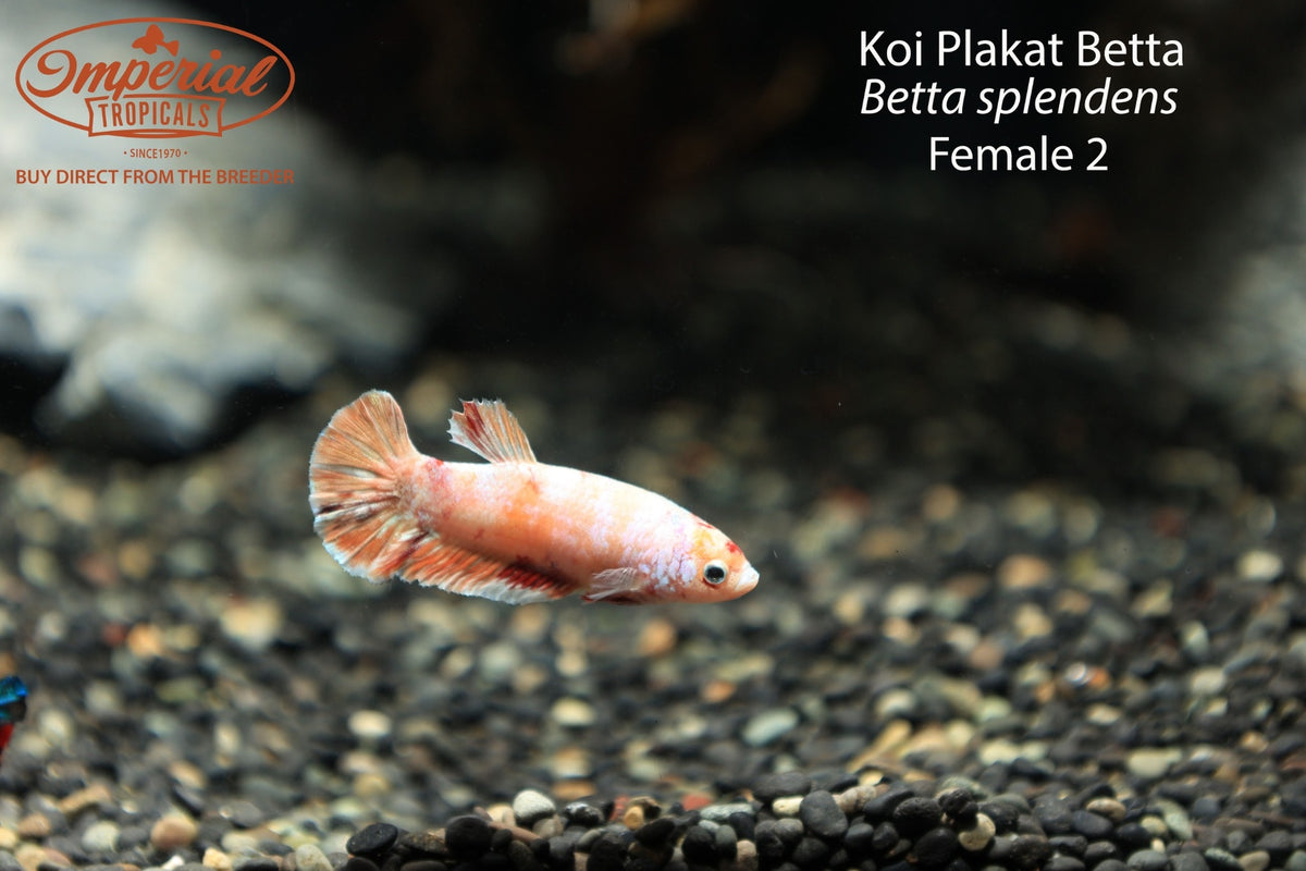 Koi Plakat Betta (Betta splendens)