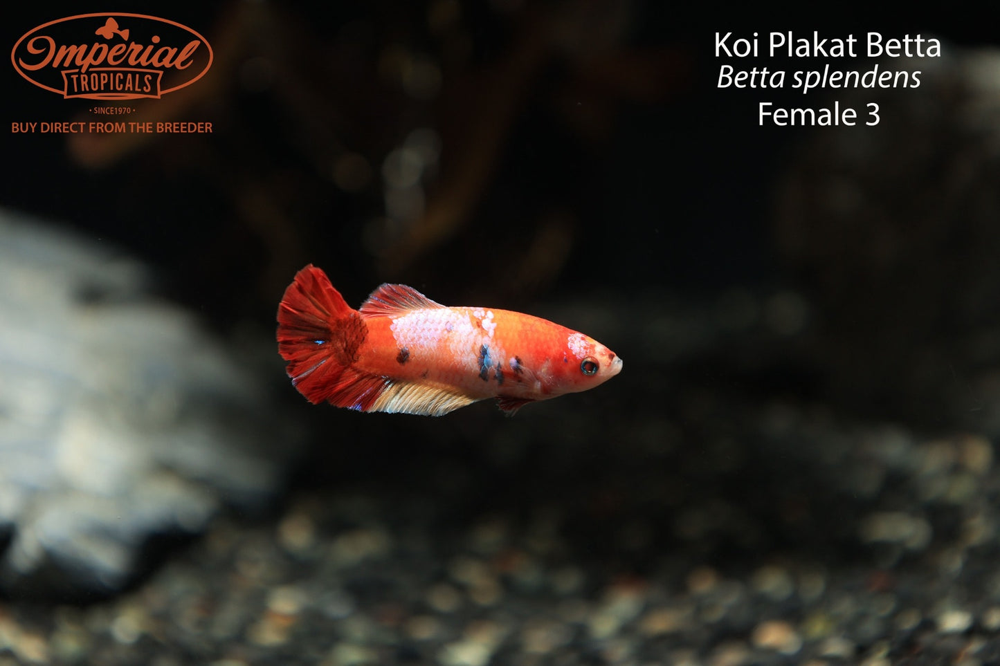 Koi Plakat Betta (Betta splendens)