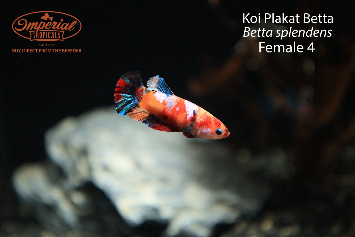 Koi Plakat Betta (Betta splendens)