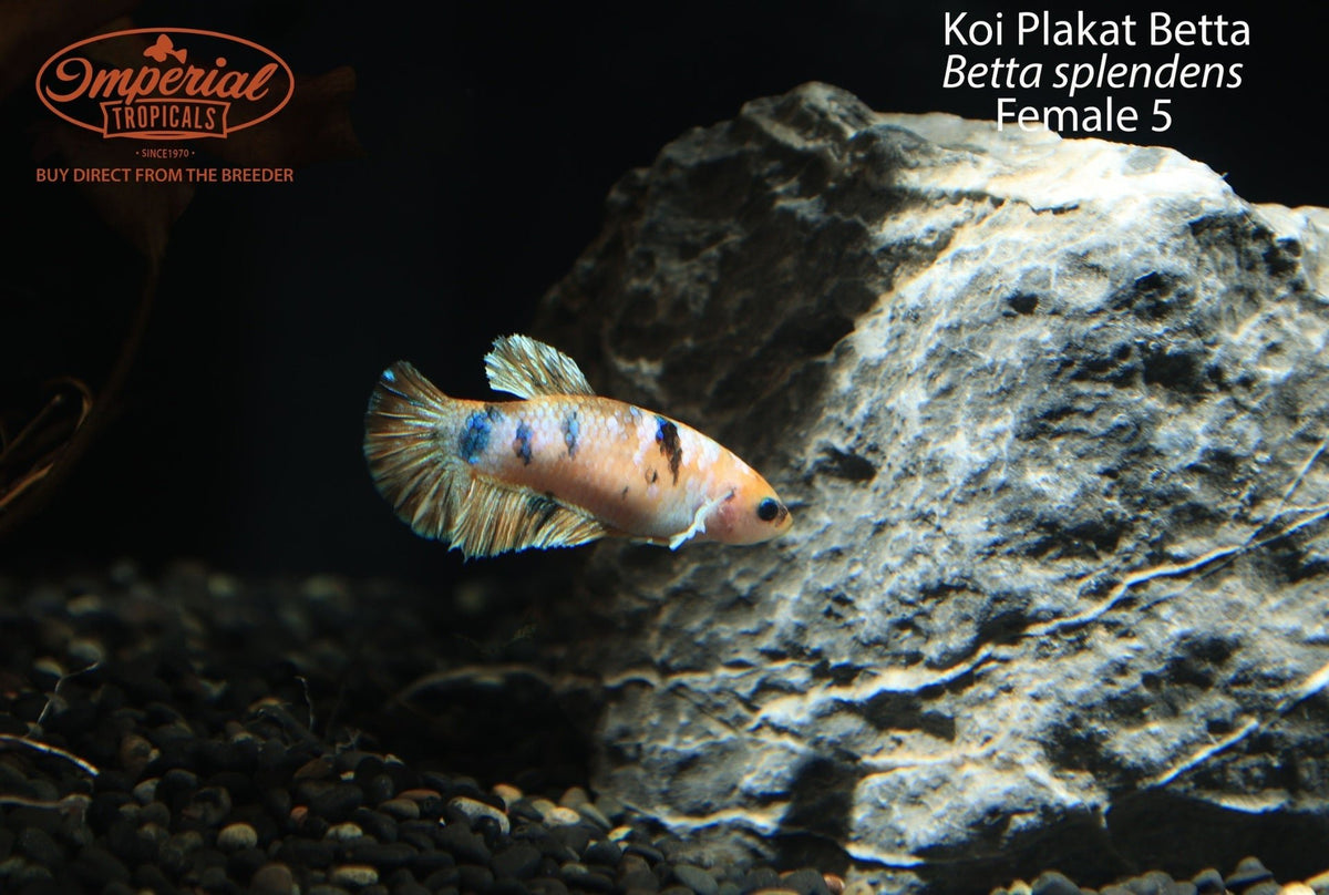 Koi Plakat Betta (Betta splendens)