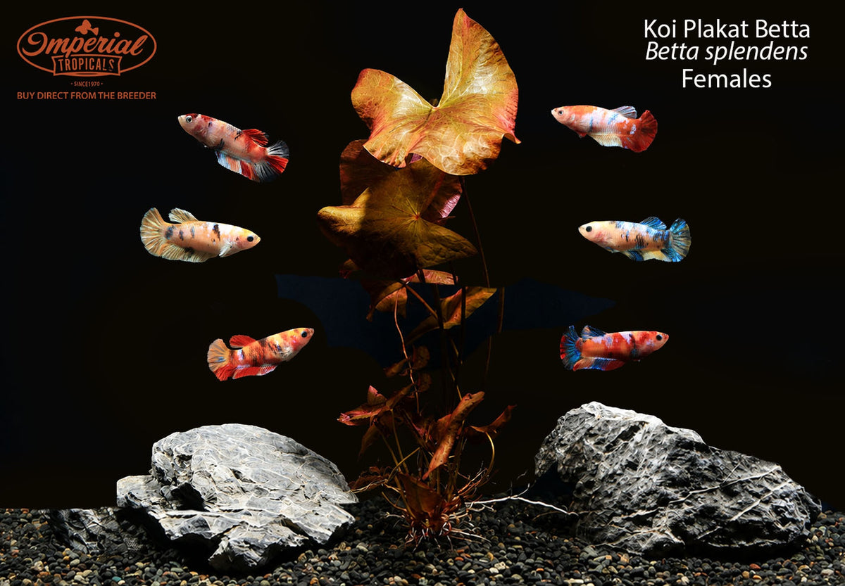 Koi Plakat Betta (Betta splendens)