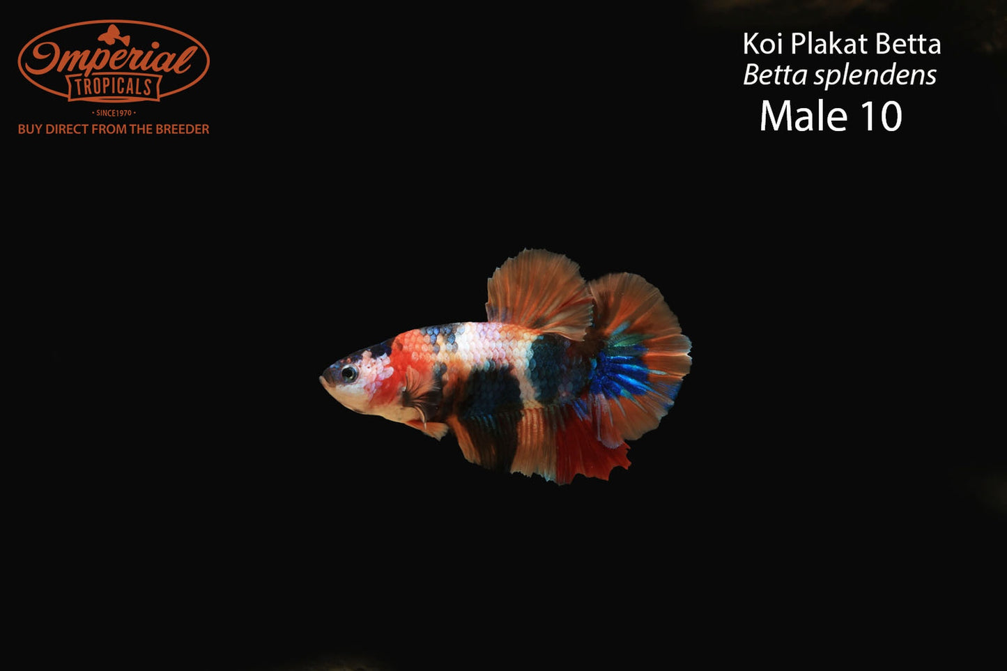 WYSIWYG Koi Plakat Betta (Betta splendens)