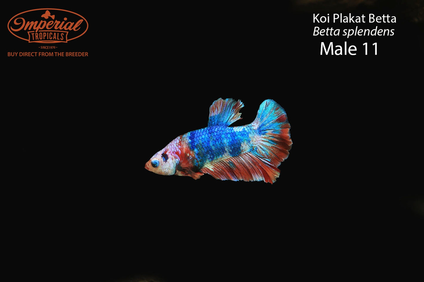 WYSIWYG Koi Plakat Betta (Betta splendens)