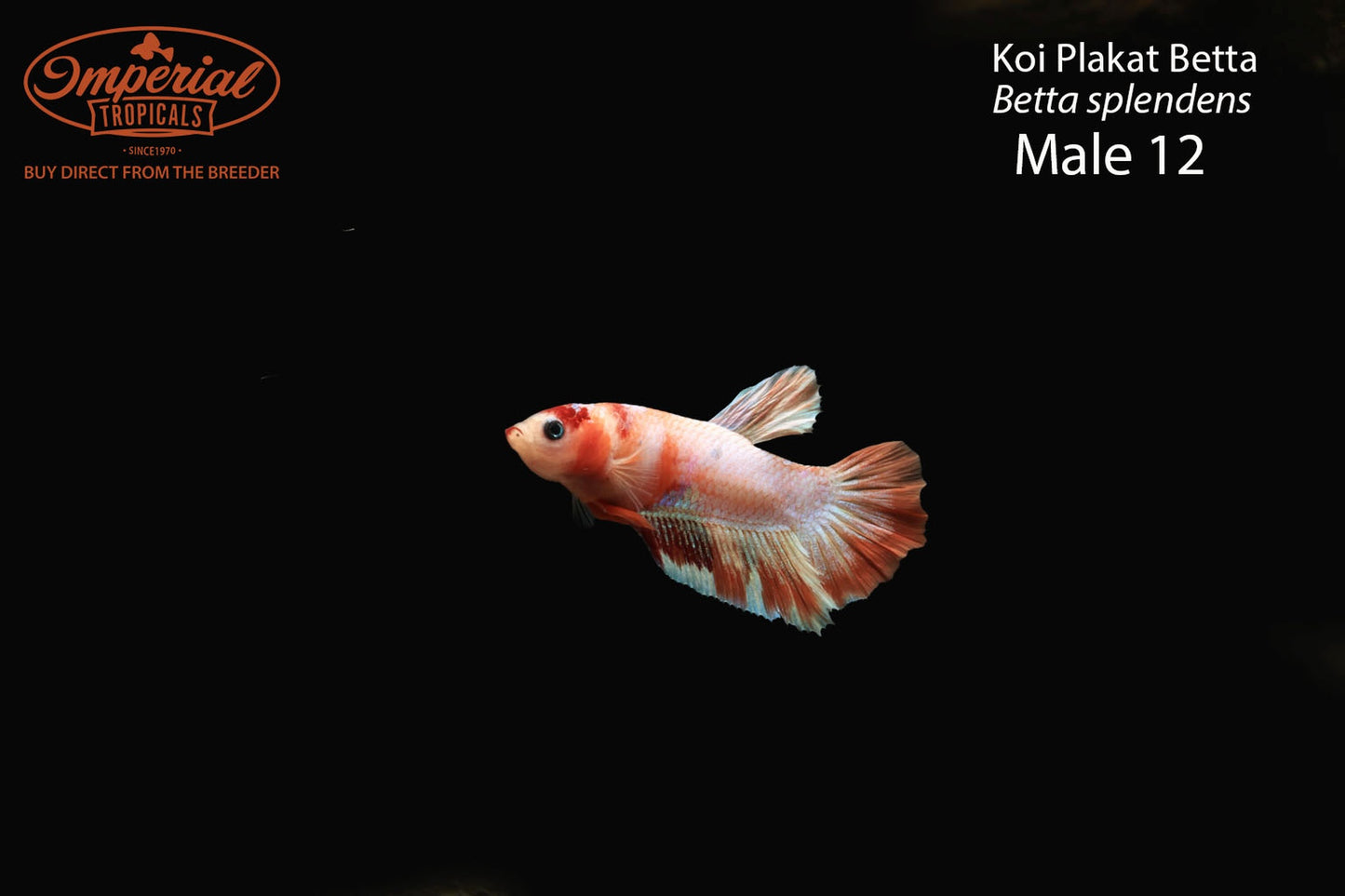 WYSIWYG Koi Plakat Betta (Betta splendens)