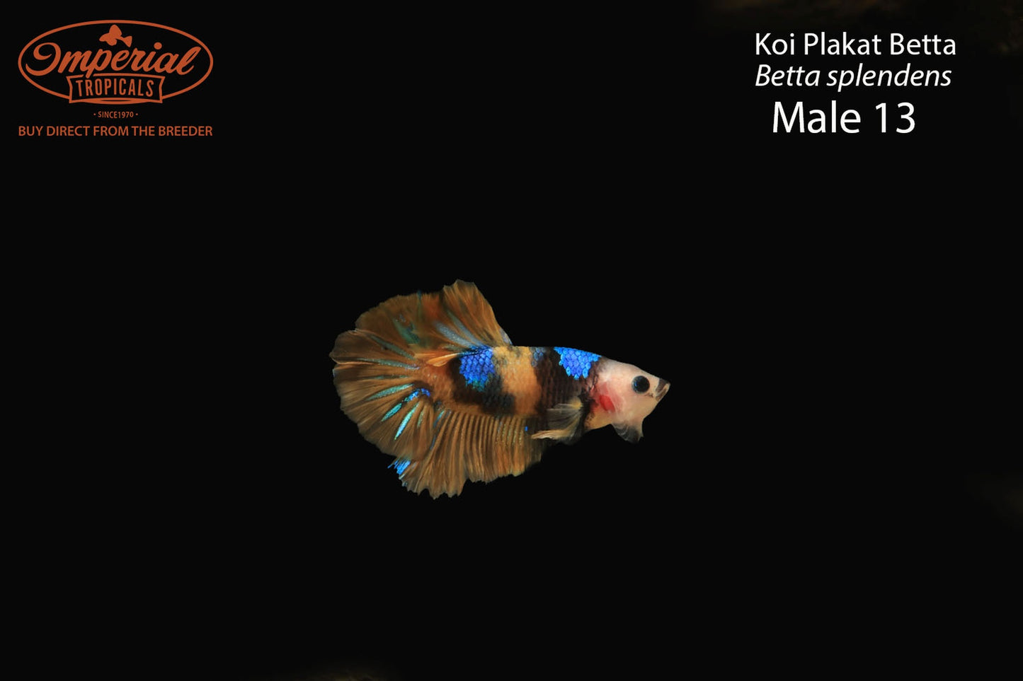 WYSIWYG Koi Plakat Betta (Betta splendens)