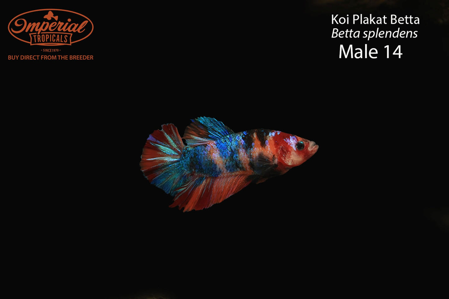 WYSIWYG Koi Plakat Betta (Betta splendens)