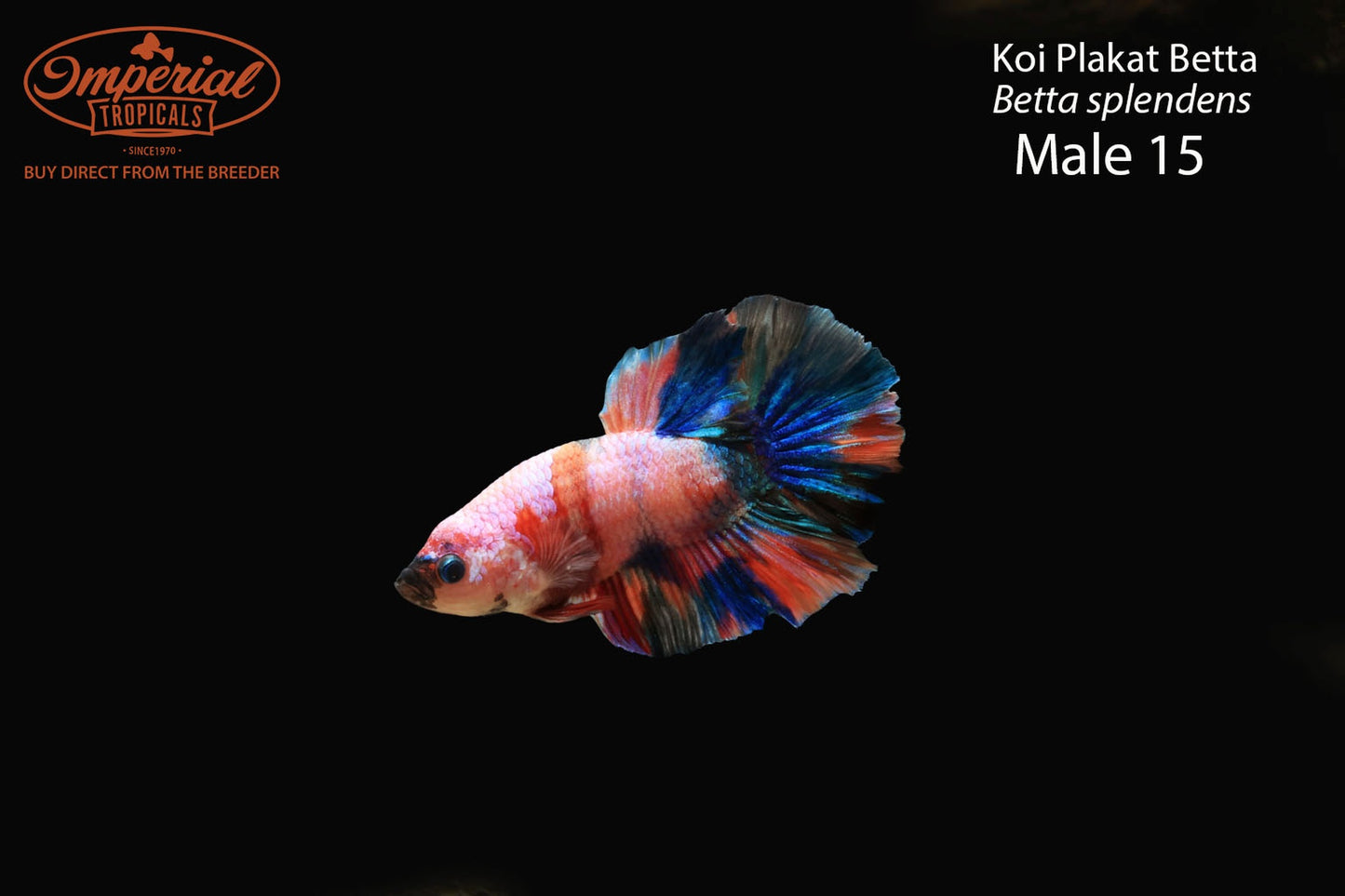 WYSIWYG Koi Plakat Betta (Betta splendens)