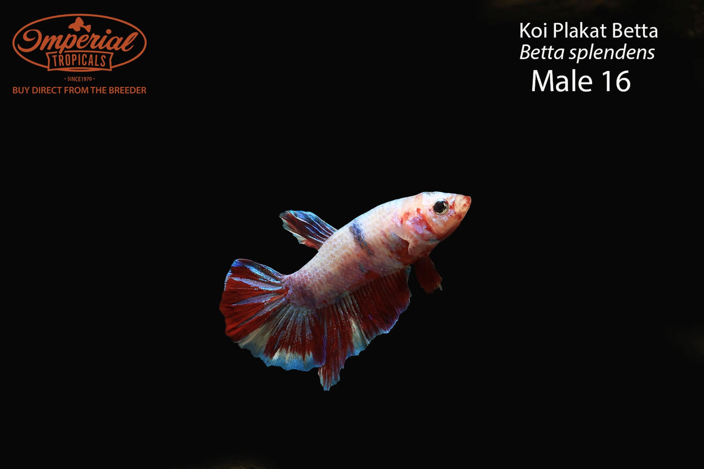 WYSIWYG Koi Plakat Betta (Betta splendens)