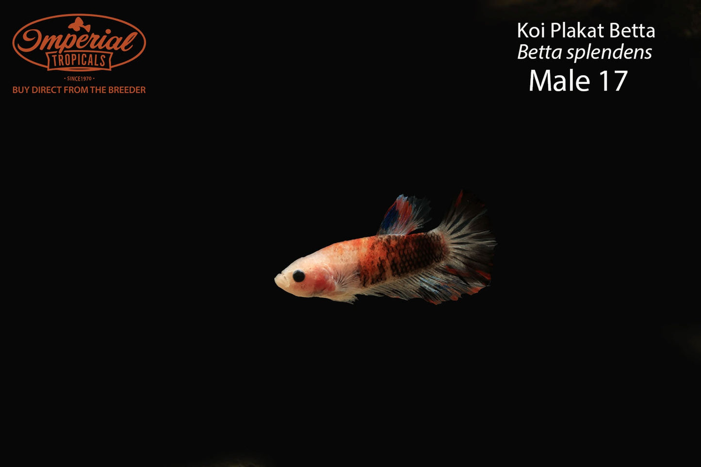 WYSIWYG Koi Plakat Betta (Betta splendens)
