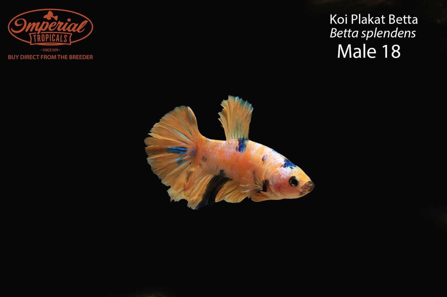 WYSIWYG Koi Plakat Betta (Betta splendens)