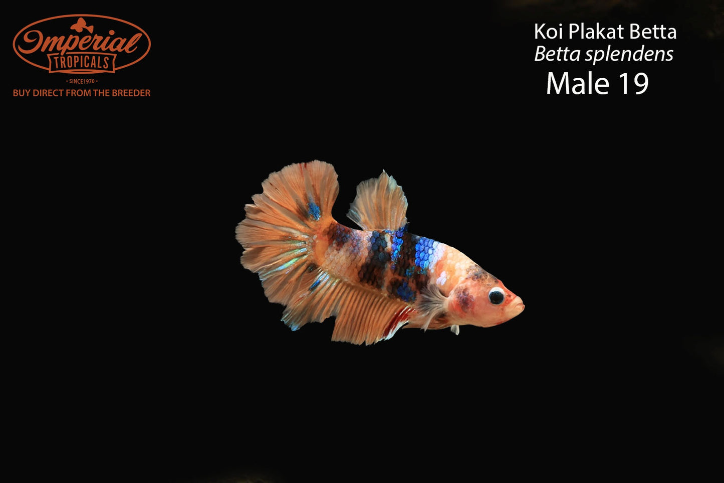 WYSIWYG Koi Plakat Betta (Betta splendens)