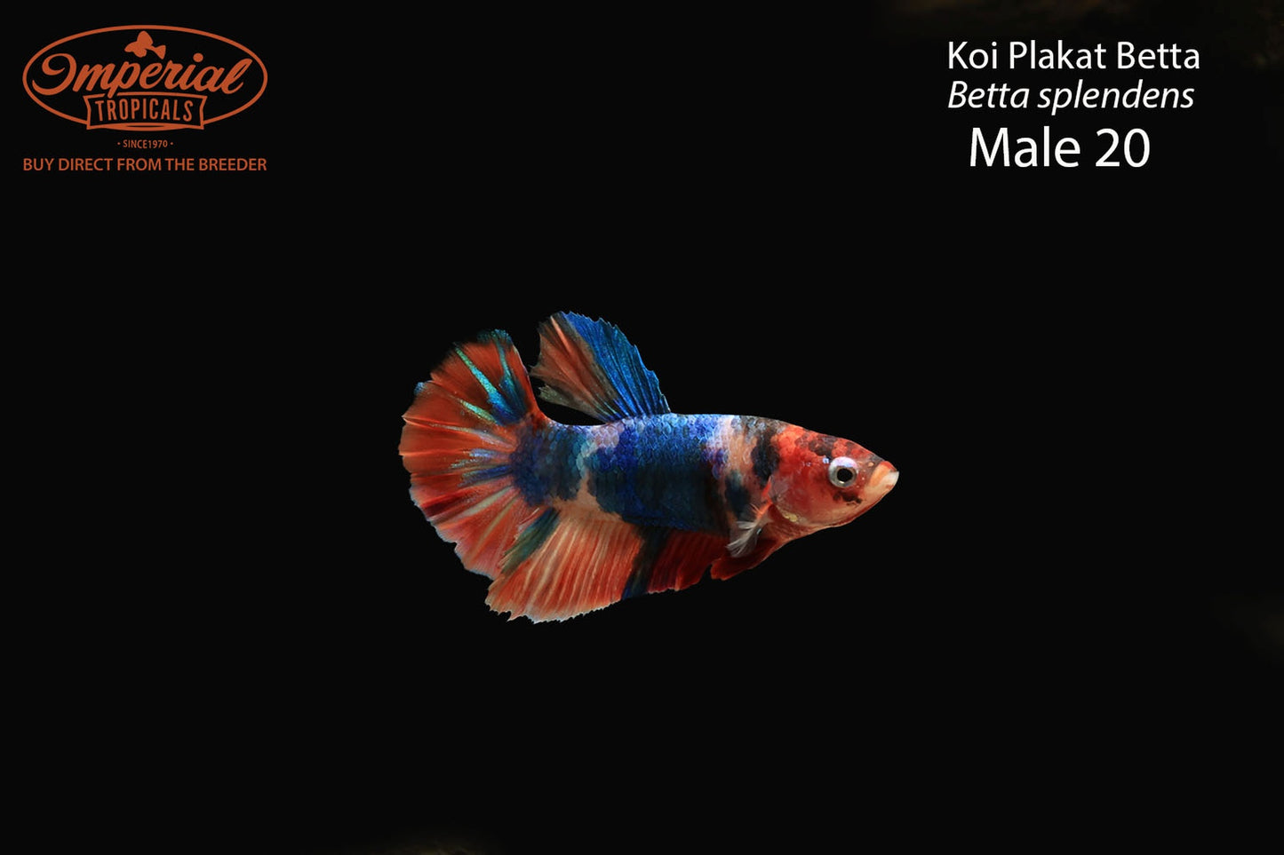 WYSIWYG Koi Plakat Betta (Betta splendens)