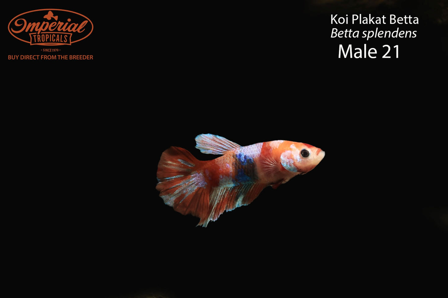 WYSIWYG Koi Plakat Betta (Betta splendens)