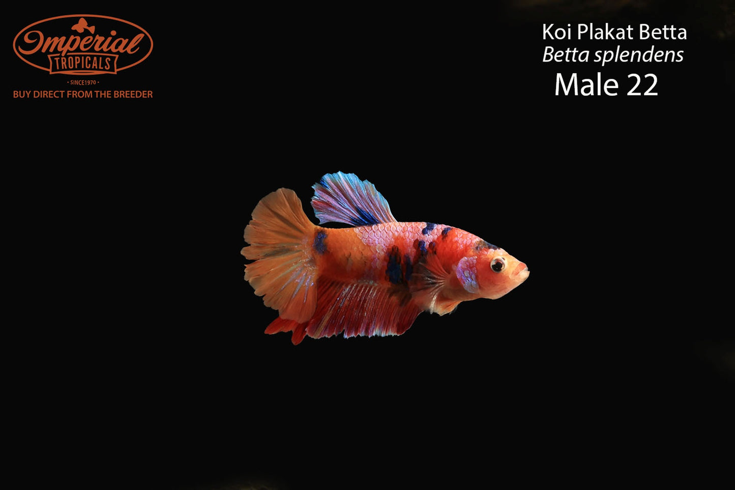 WYSIWYG Koi Plakat Betta (Betta splendens)