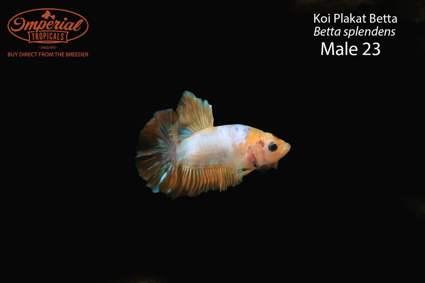WYSIWYG Koi Plakat Betta (Betta splendens)