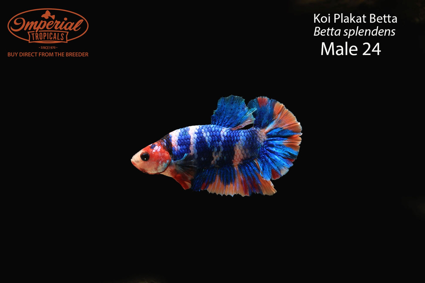 WYSIWYG Koi Plakat Betta (Betta splendens)