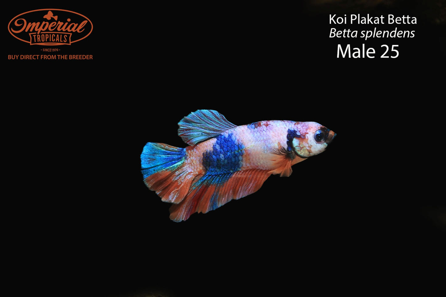 WYSIWYG Koi Plakat Betta (Betta splendens)