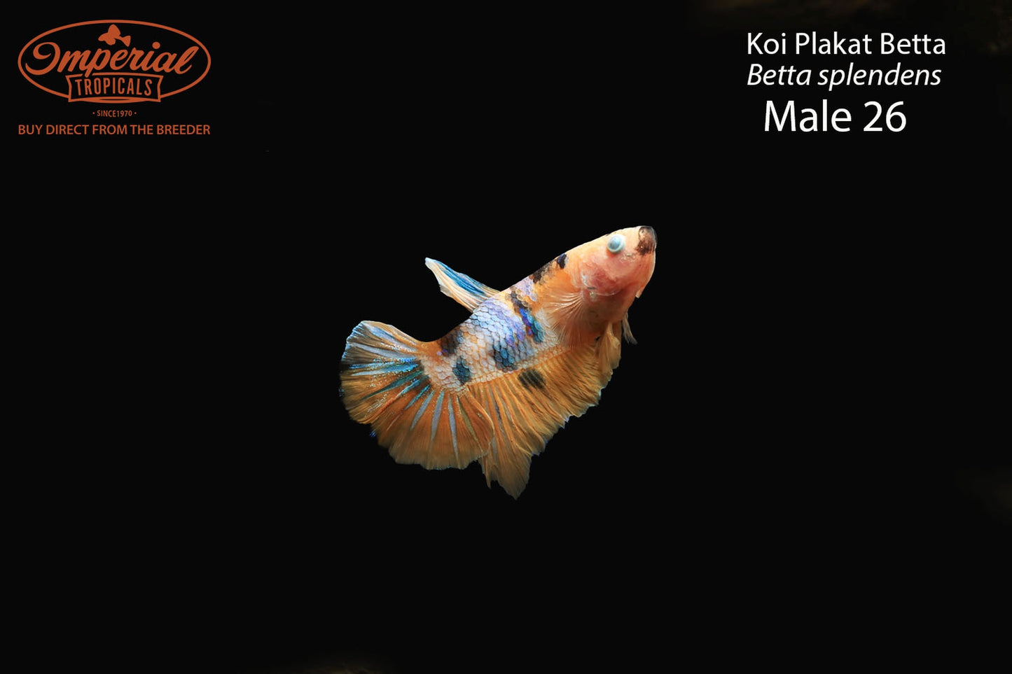 WYSIWYG Koi Plakat Betta (Betta splendens)