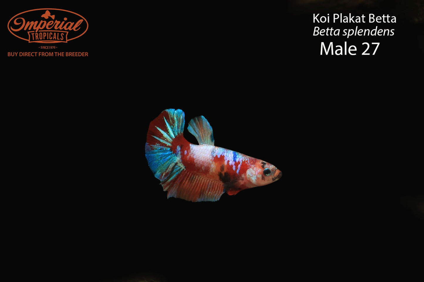 WYSIWYG Koi Plakat Betta (Betta splendens)